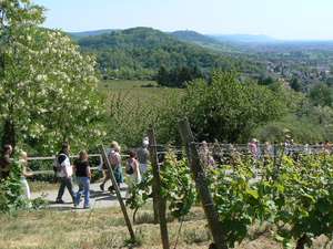 Weinlagenwanderung an der Bergstrasse